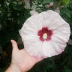 Meet your Posher, Candi